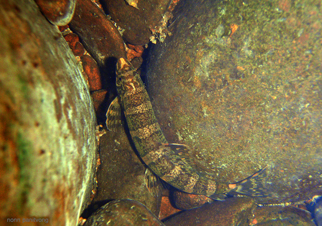 老挝蛇鳅(Serpenticobitis zonata)