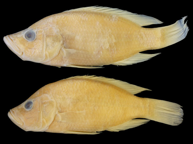 驼背鮨丽鱼(Serranochromis altus)