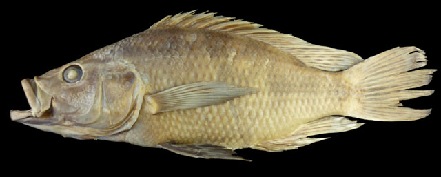 长鳍鮨丽鱼(Serranochromis longimanus)