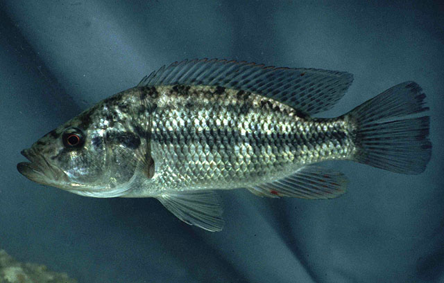 大头鮨丽鱼(Serranochromis macrocephalus)