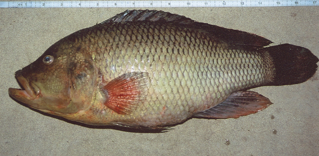 粗壮鮨丽鱼(Serranochromis robustus)