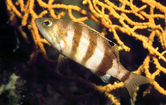 斑鳍鮨(Serranus hepatus)