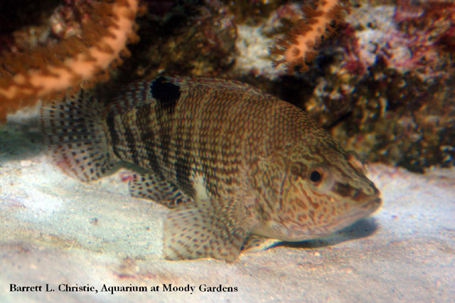 佛罗里达鮨(Serranus subligarius)