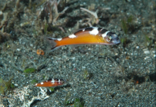金鮨(Serranus tabacarius)