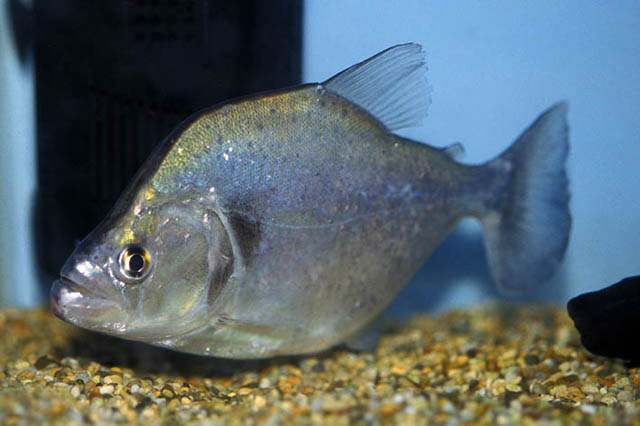 格里氏锯脂鲤(Serrasalmus geryi)