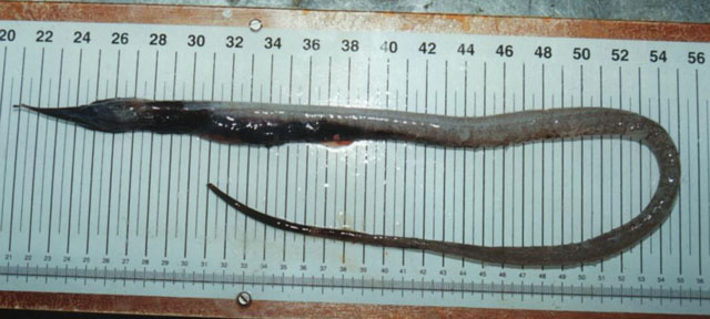 比氏锯犁鳗(Serrivomer beanii)
