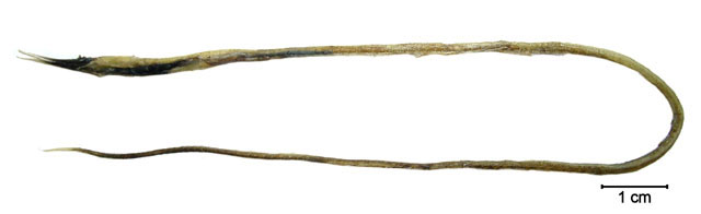 施氏锯犁鳗(Serrivomer schmidti)