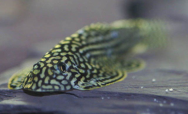线纹思凡鳅(Sewellia lineolata)