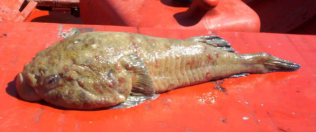 杯吸盘鱼(Sicyases sanguineus)