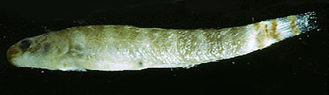 普氏瓢虾虎(Sicydium plumieri)