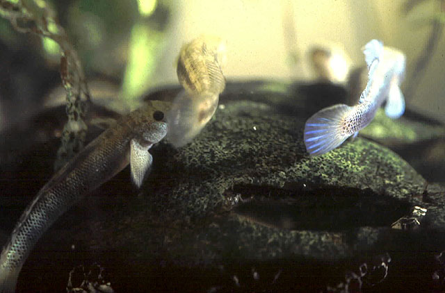 细斑瓢虾虎(Sicydium punctatum)