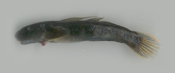 灰瓢鳍虾虎(Sicyopterus griseus)