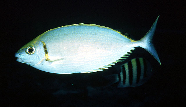 银色篮子鱼(Siganus argenteus)