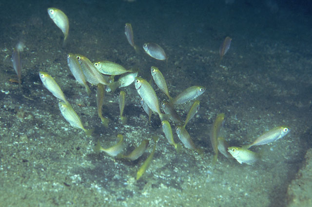 长鳍篮子鱼(Siganus canaliculatus)