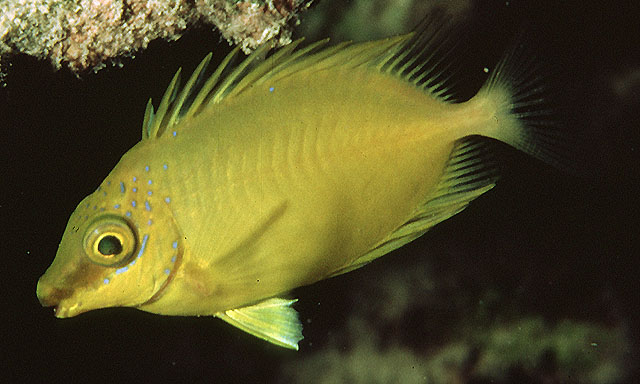 凹吻篮子鱼(Siganus corallinus)
