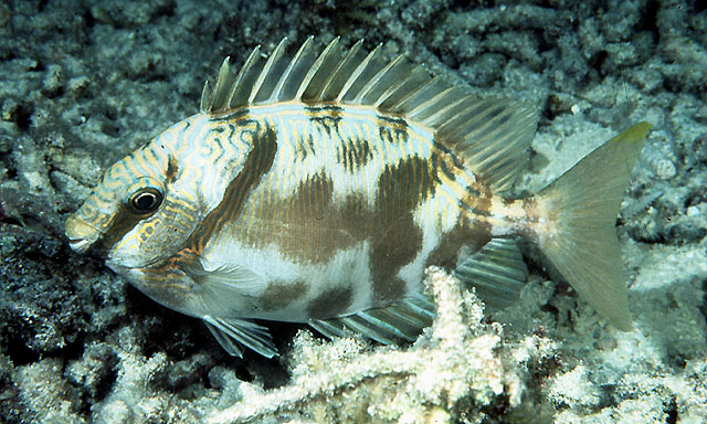 马来西亚篮子鱼(Siganus doliatus)