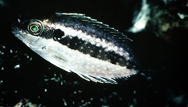 褐篮子鱼(Siganus fuscescens)