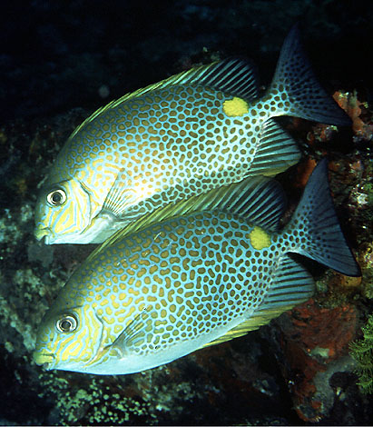 星斑篮子鱼(Siganus guttatus)
