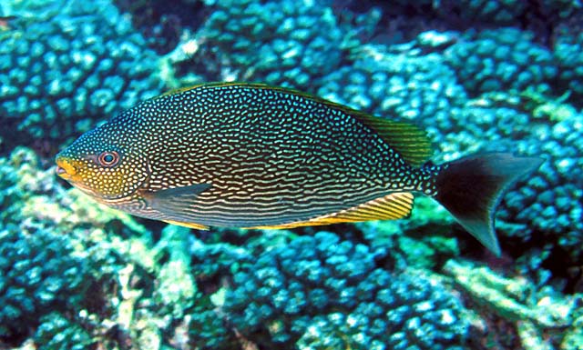 爪哇篮子鱼(Siganus javus)