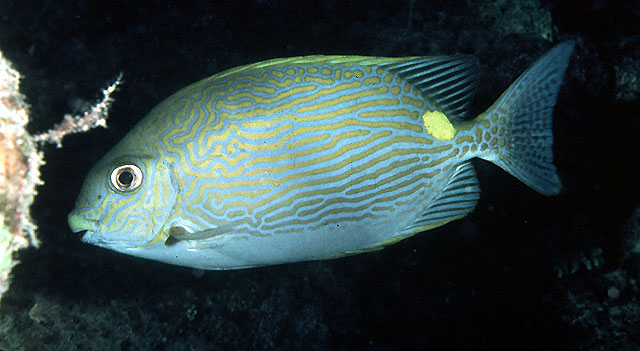 金线篮子鱼(Siganus lineatus)