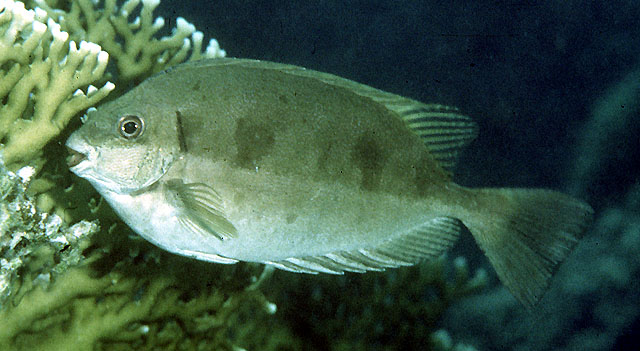 截尾篮子鱼(Siganus luridus)