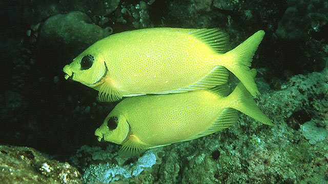似眼篮子鱼(Siganus puelloides)