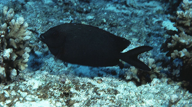 黑身篮子鱼(Siganus punctatissimus)