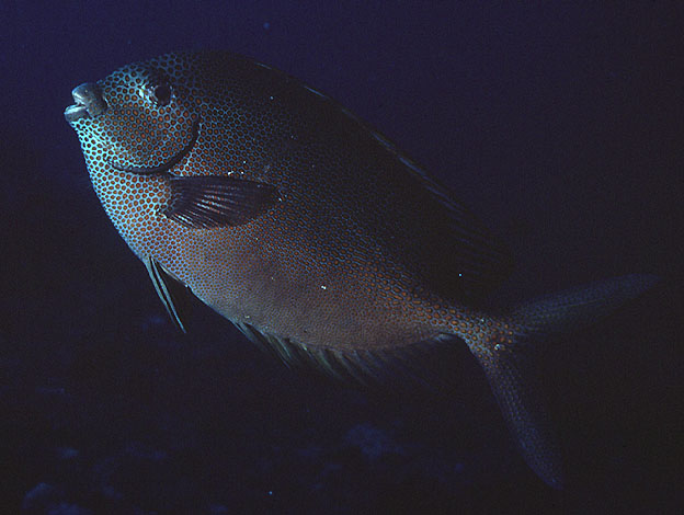 斑篮子鱼(Siganus punctatus)