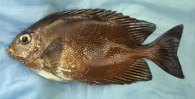 兰氏篮子鱼(Siganus randalli)
