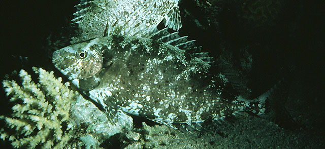 金带篮子鱼(Siganus rivulatus)