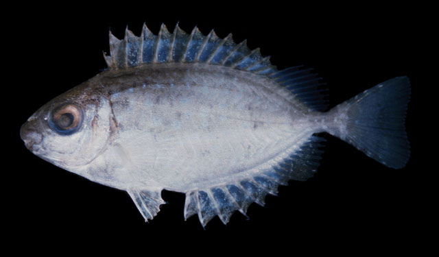 白点篮子鱼(Siganus sutor)