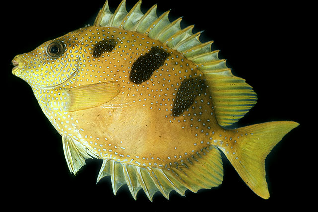 三斑篮子鱼(Siganus trispilos)