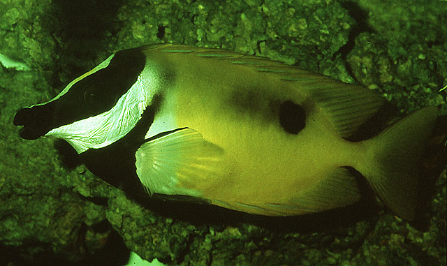 单斑篮子鱼(Siganus unimaculatus)