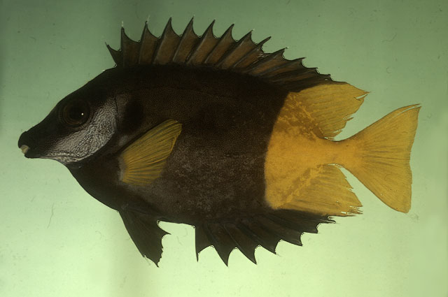 乌氏篮子鱼(Siganus uspi)