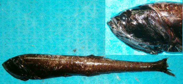 深海纤钻光鱼(Sigmops bathyphilus)