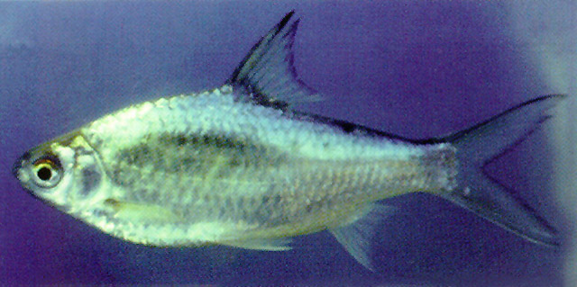 短吻鱼(Sikukia gudgeri)
