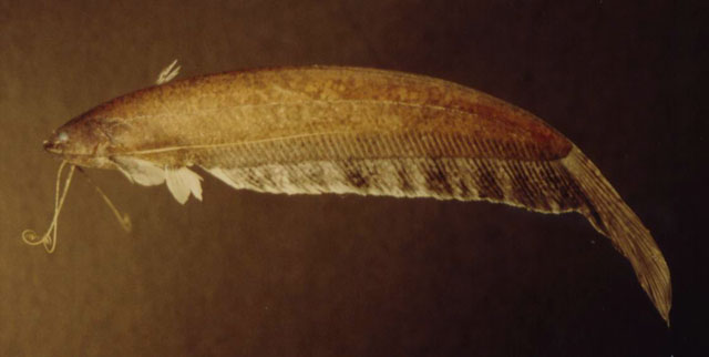 印尼近鲇(Silurichthys indragiriensis)