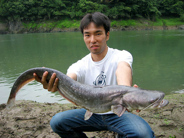 琵琶湖鲇(Silurus biwaensis)