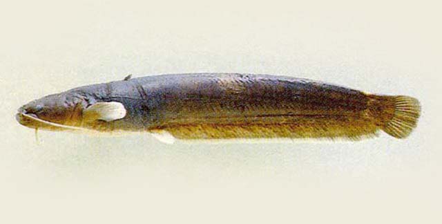 小背鳍鲇(Silurus microdorsalis)
