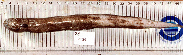 寄生鳗(Simenchelys parasitica)