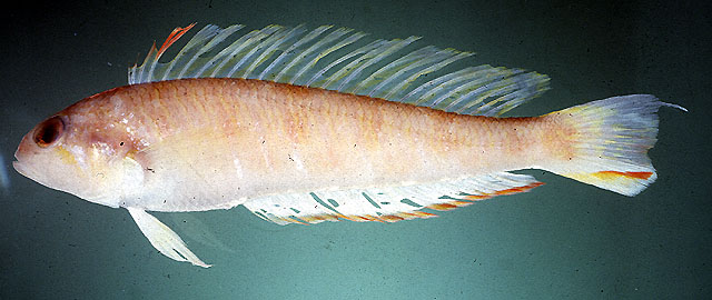 三棘扁鼻拟鲈(Simipercis trispinosa)