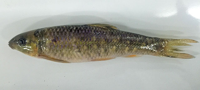 巴马拟缨鱼(Sinocrossocheilus bamaensis)