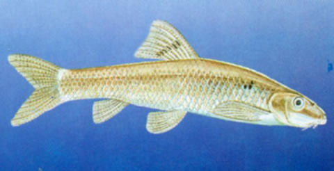 华缨鱼(Sinocrossocheilus guizhouensis)