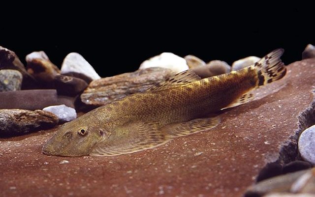 埔里华吸鳅(Sinogastromyzon puliensis)