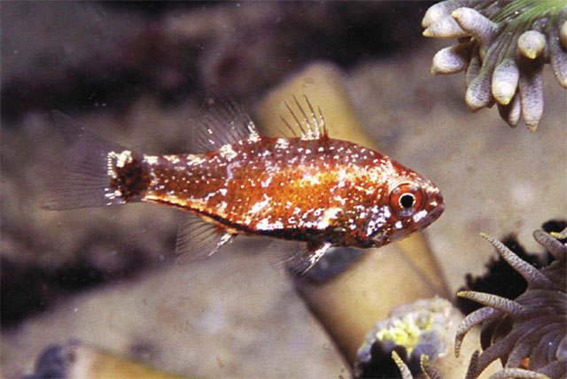 珊瑚管天竺鲷(Siphamia corallicola)