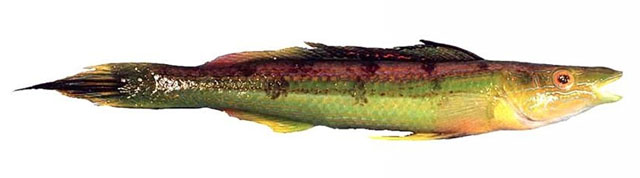 条纹管颌鱼(Siphonognathus radiatus)