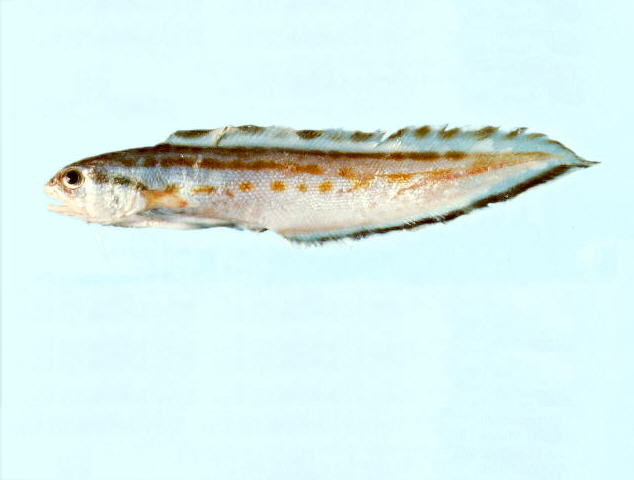 仙鼬鳚(Sirembo imberbis)