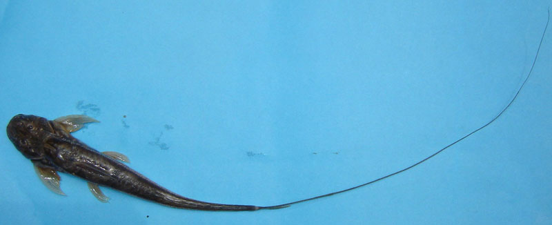 巴基斯坦真鮡(Sisor rabdophorus)
