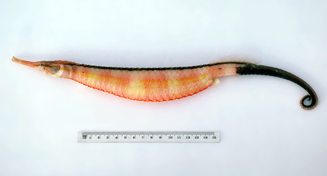 斗氏刀海龙(Solegnathus dunckeri)