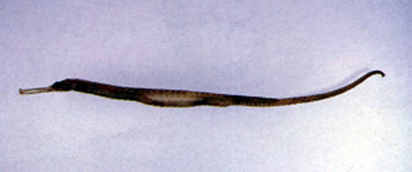 哈氏刀海龙(Solegnathus hardwickii)